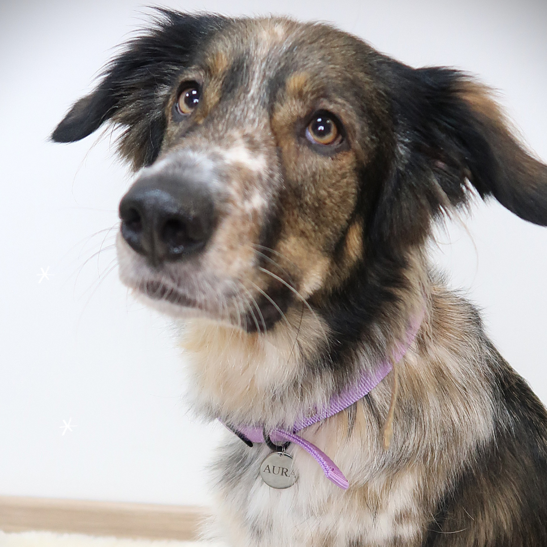 Placa para mascota - redonda 30 mm