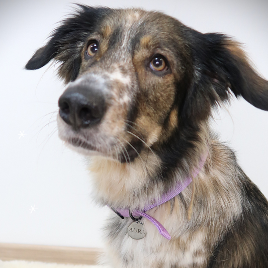 Placa para mascota - redonda 30 mm