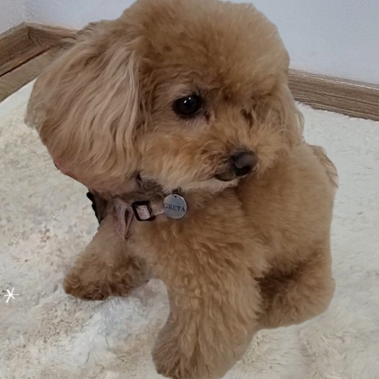 Placa para mascota - redonda 20 mm